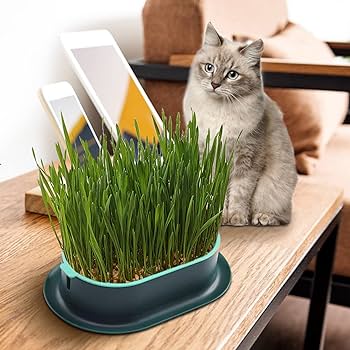 Hydroponic Seedling Tray For Cat Grass