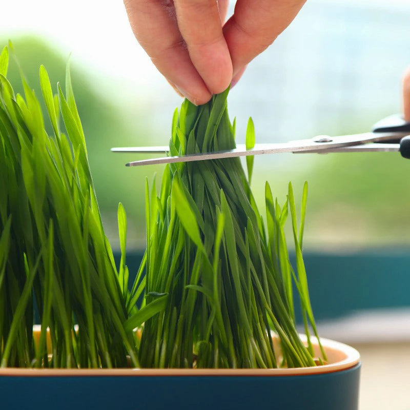 Hydroponic Seedling Tray For Cat Grass