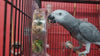 Load and play video in Gallery viewer, Parrot Puzzle Feeder with Rotatable Wheel